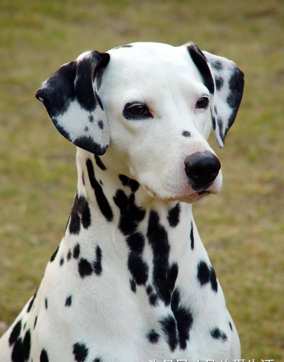 关于斑点狗你了解多少 大麦