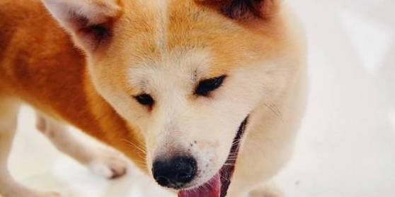 秋田犬和柴犬 你还傻傻分不清楚 主人