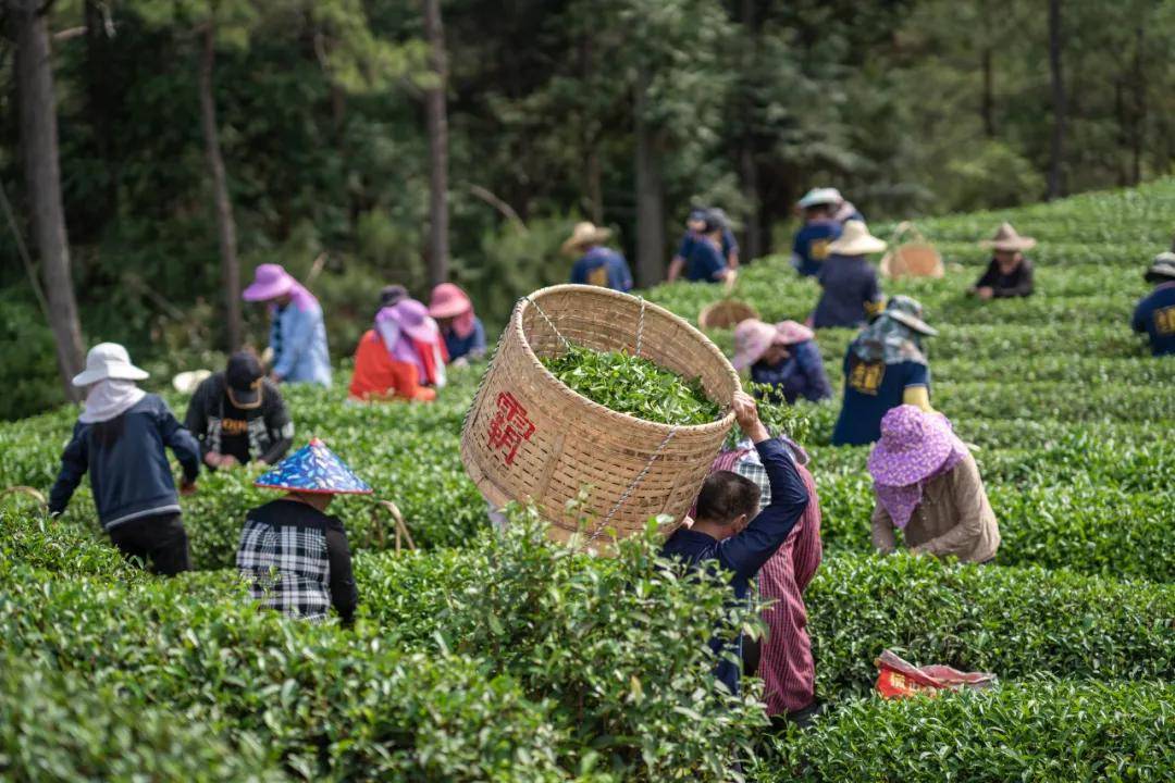 2021制茶季丨有奖问答，赢茶山游