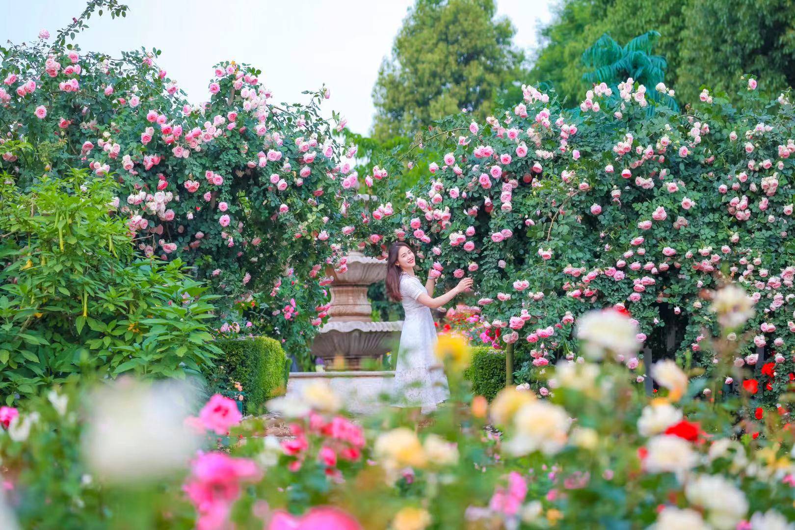 漫花庄园汇集了来自世界各地700余种顶级玫瑰,每年四月中旬至五月中旬