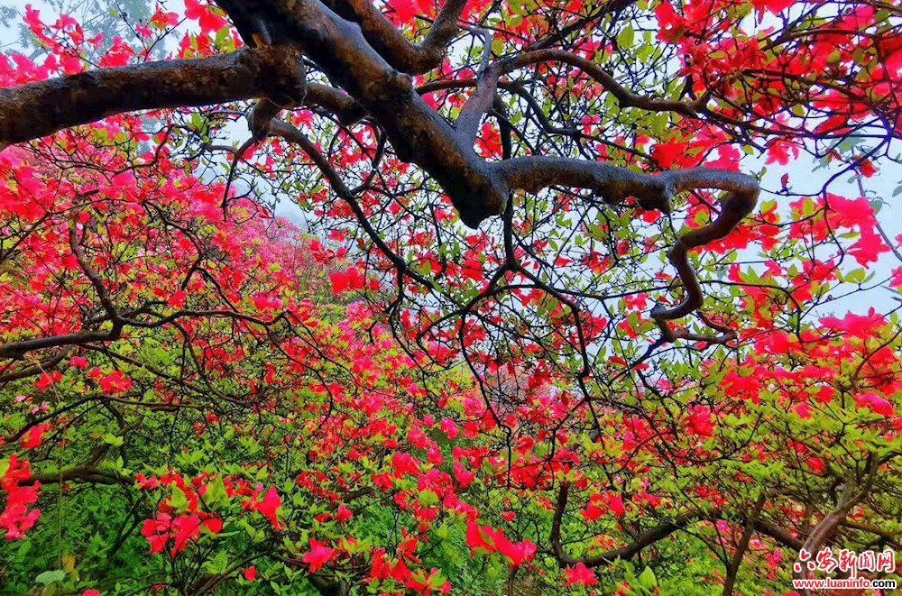 "杜鹃花开黄狮寨,漫天浸染映山红",在这草长莺飞,阳光明媚的春天,让