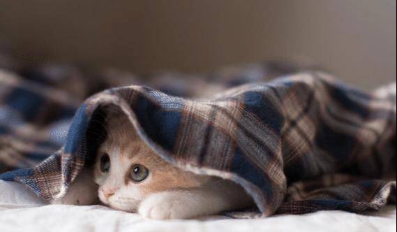 怎么养母猫 bc9b421d43954b26a6126d462cd1e891.jpeg