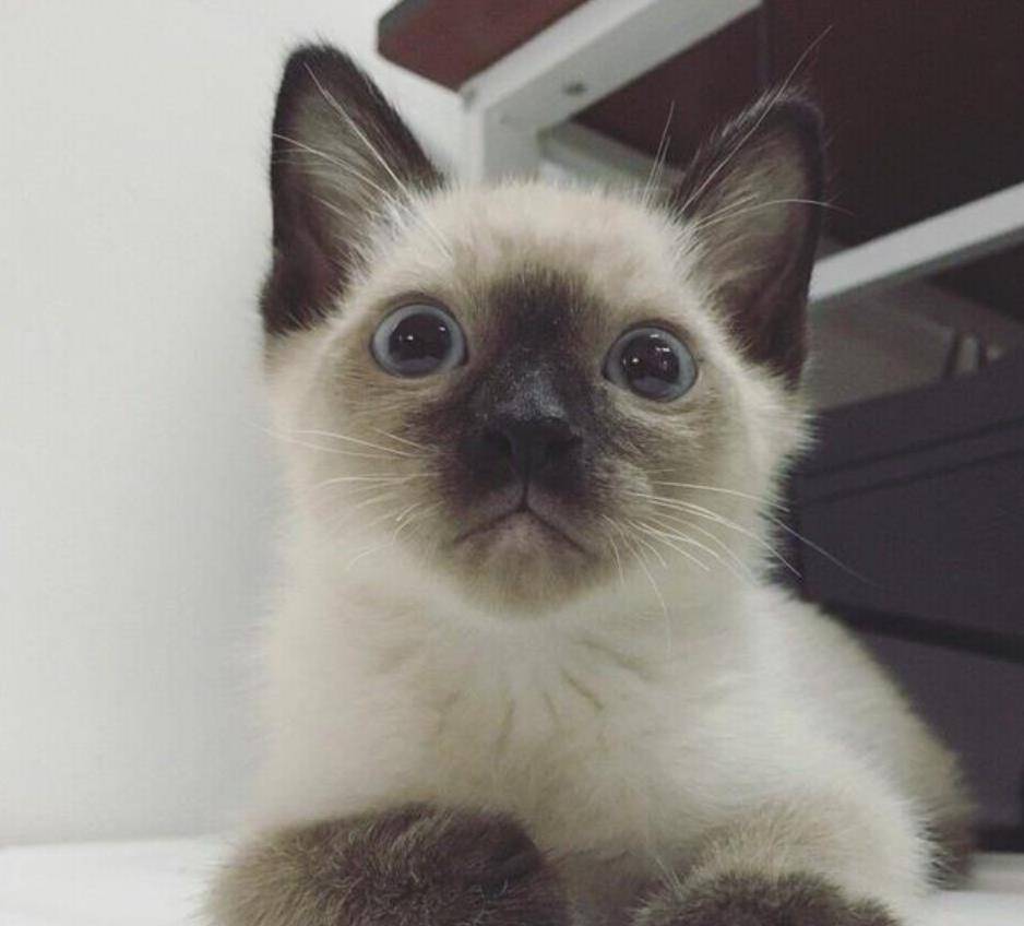唯一一种可以遛的猫 而且天一冷就变黑 俗称挖煤喵 暹罗