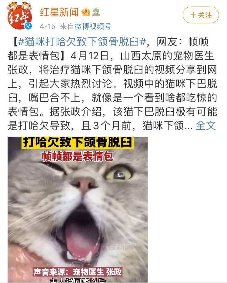 震惊猫猫脸 笑翻全网 主人 别笑了 它很痛苦 表情