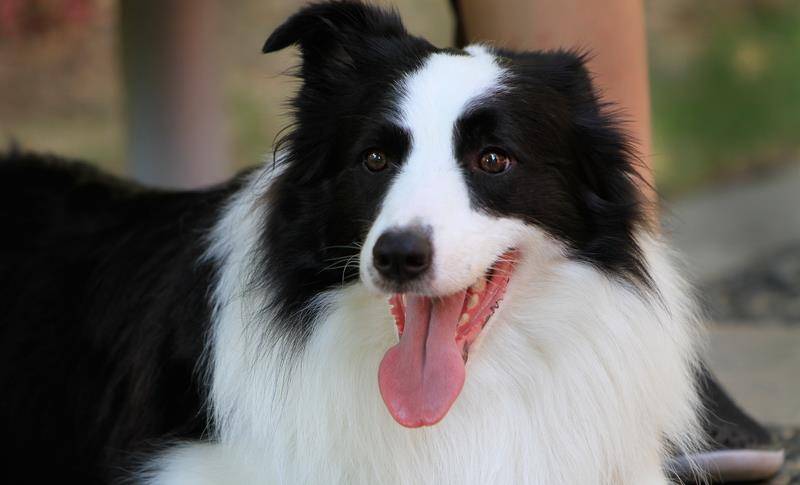 边牧是什么体型的犬 80ed280119b2433fb408729f2ce78bec.jpeg