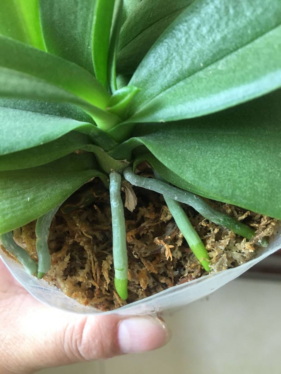养蝴蝶兰用什么样的水苔比较好 83f51c85b59f4f8c8ddf5081252426ff.jpeg