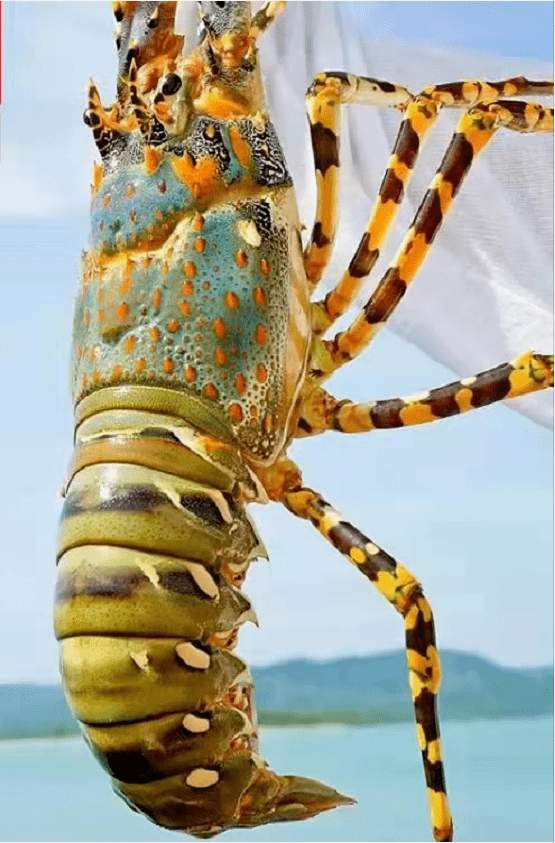 最大的龙虾 澳洲图片