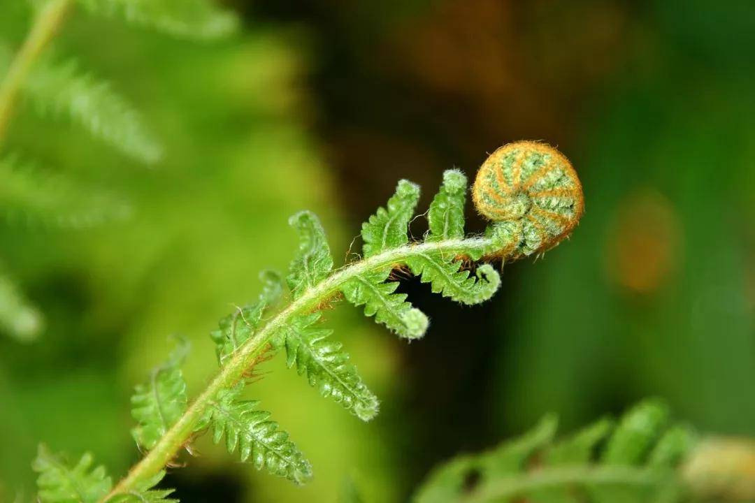 它是唯一被列为致癌物的蔬菜！现在正当季，别再做给家人