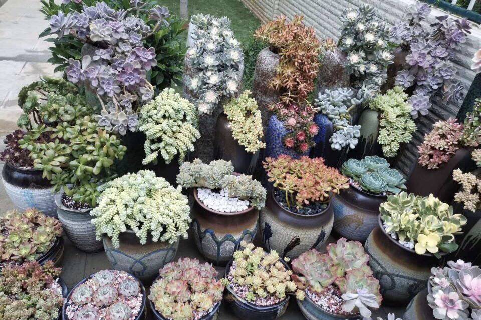 多肉控养多久浇水 0006820cd90748dc9382479bf843e5db.jpeg