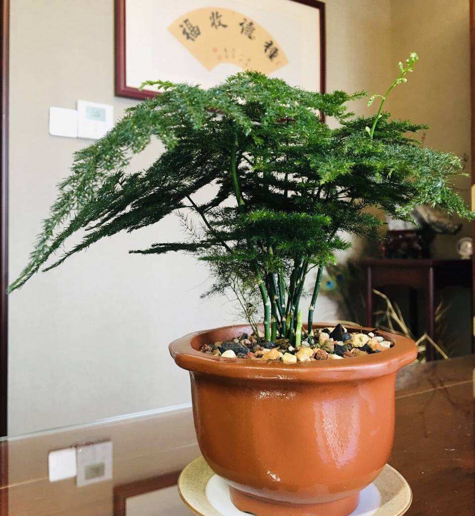 文竹黄叶、长得慢，盆里撒点“碎末”，叶子油旺，长成“巨无霸”  水苔藓载蝴蝶兰用消毒吗