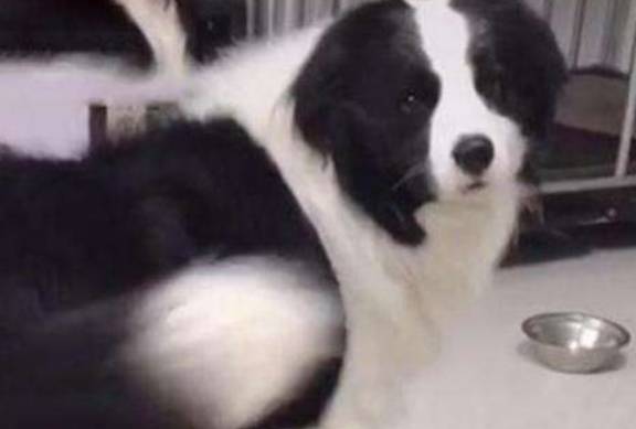 边牧是什么样子的狗 2893e87bbbd1466faf8e9f1fb77f004f.jpeg