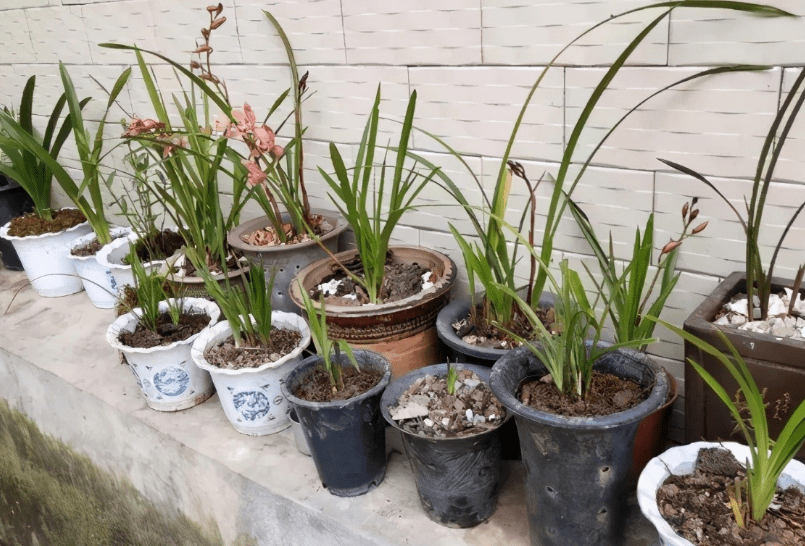 怎么养花草植物 56ae9e9e410c48cfa1d1af26d26c521c.png