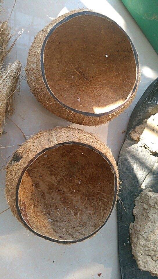 如何开椰子壳最简单最方便 5ac3969b1c2c4e0a91a133b9415564e7.jpeg