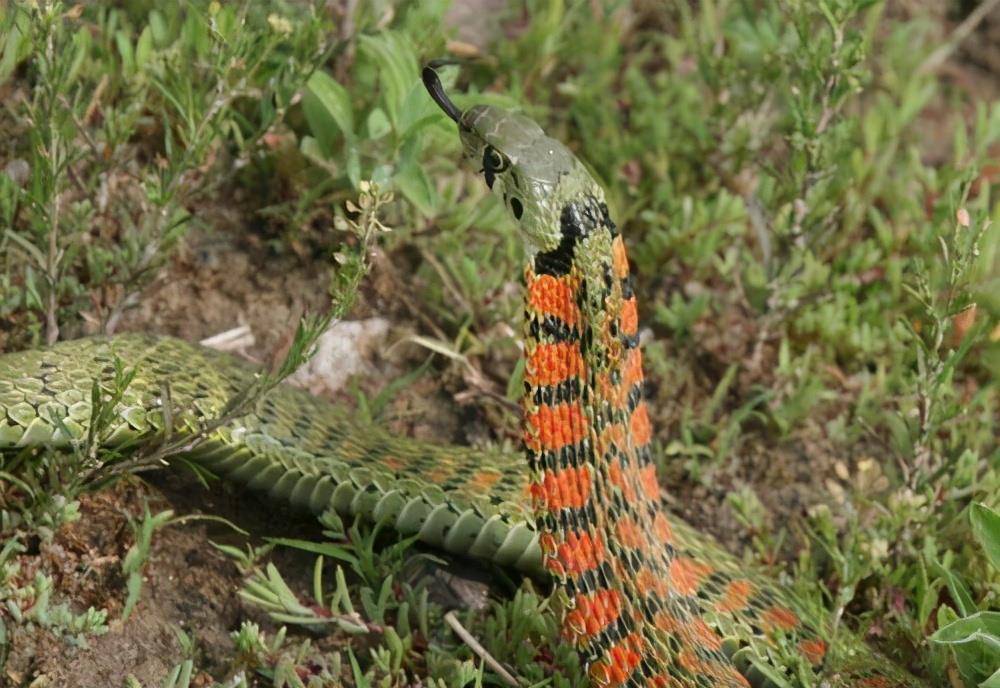 虎斑颈槽蛇俗称野鸡脖子自身无毒却能靠吸毒来放毒