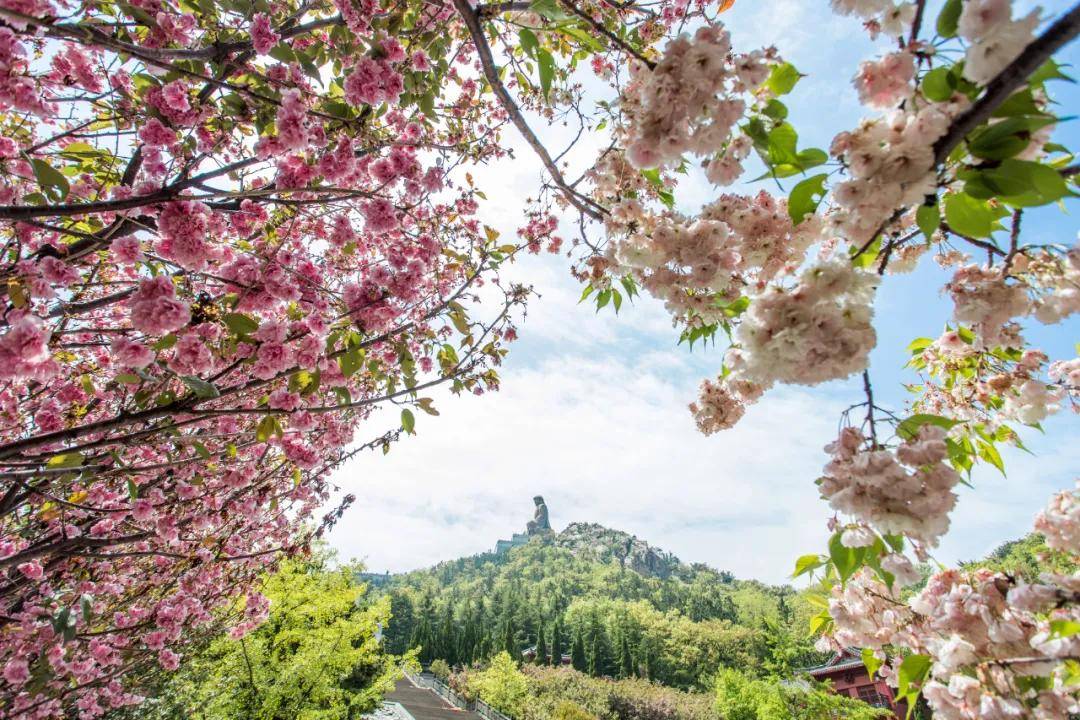 免票半价2021赤山樱花节将于明天开启