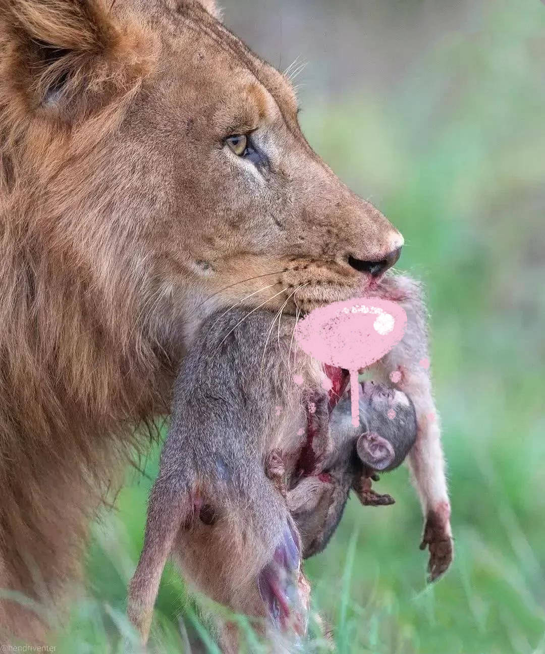 狮子进食图片