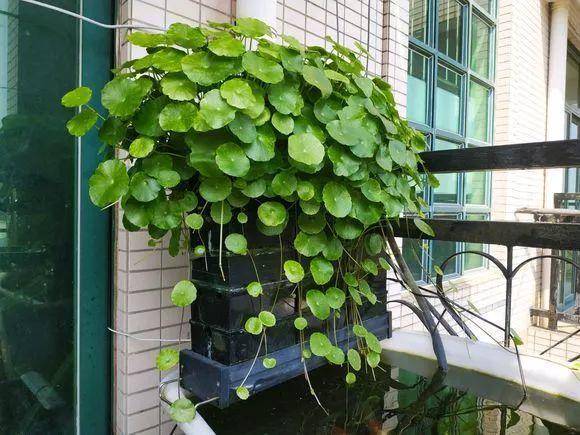 鱼缸怎么养铜钱 1f4d43293bd94f6db75e99d67b111375.jpeg