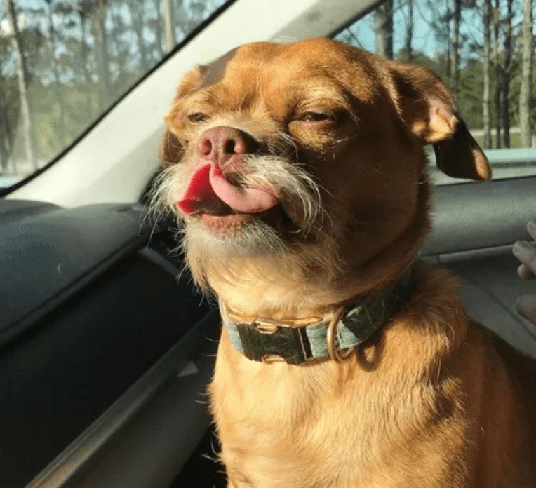 原创狗狗因长山羊胡被丢一年后拥有65万粉丝还是4国混血