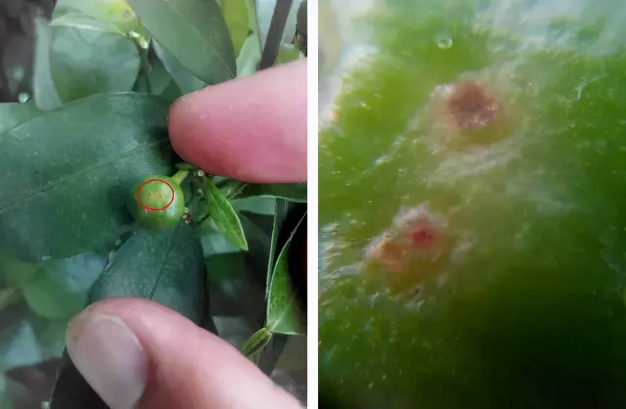 4月柑橘管理核心技术保果工作很关键果农如何来操作