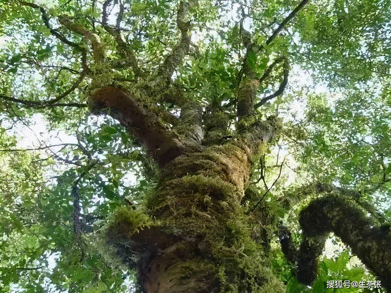 易武古茶山普洱茶怎么样?