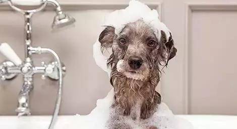 如何正常给小狗洗澡 f972af06d4c841d487d762b79cf596cb.jpeg