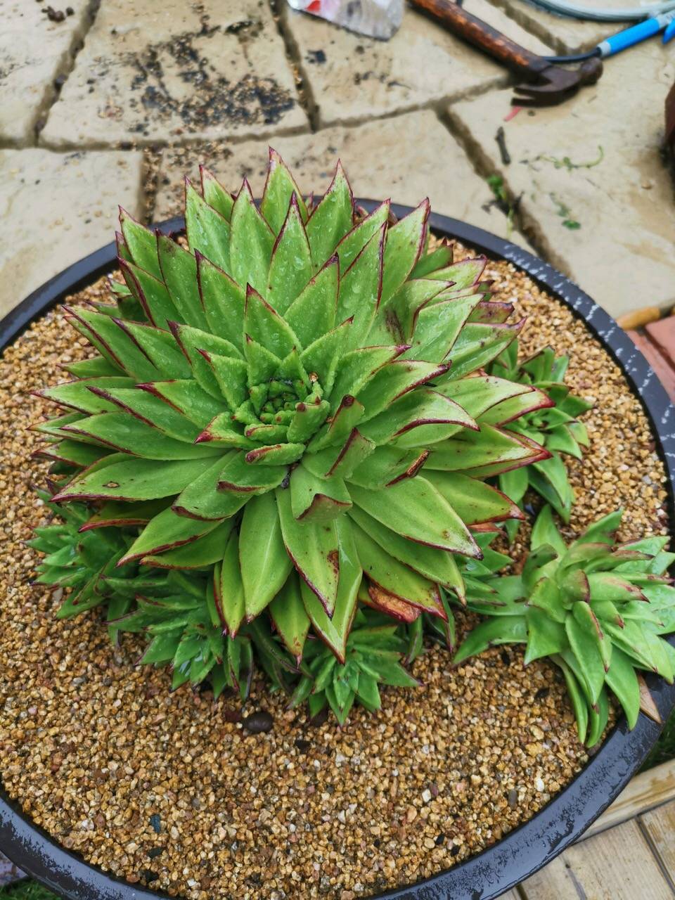 多肉怎么长粗杆子 320d55b6e60949ab9653f5068361d51a.jpeg