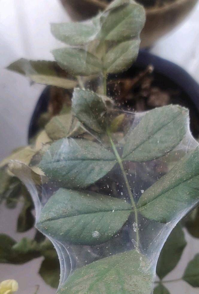 原创月季生满红蜘蛛?别急,3种药物轮流治,灭的干干净净