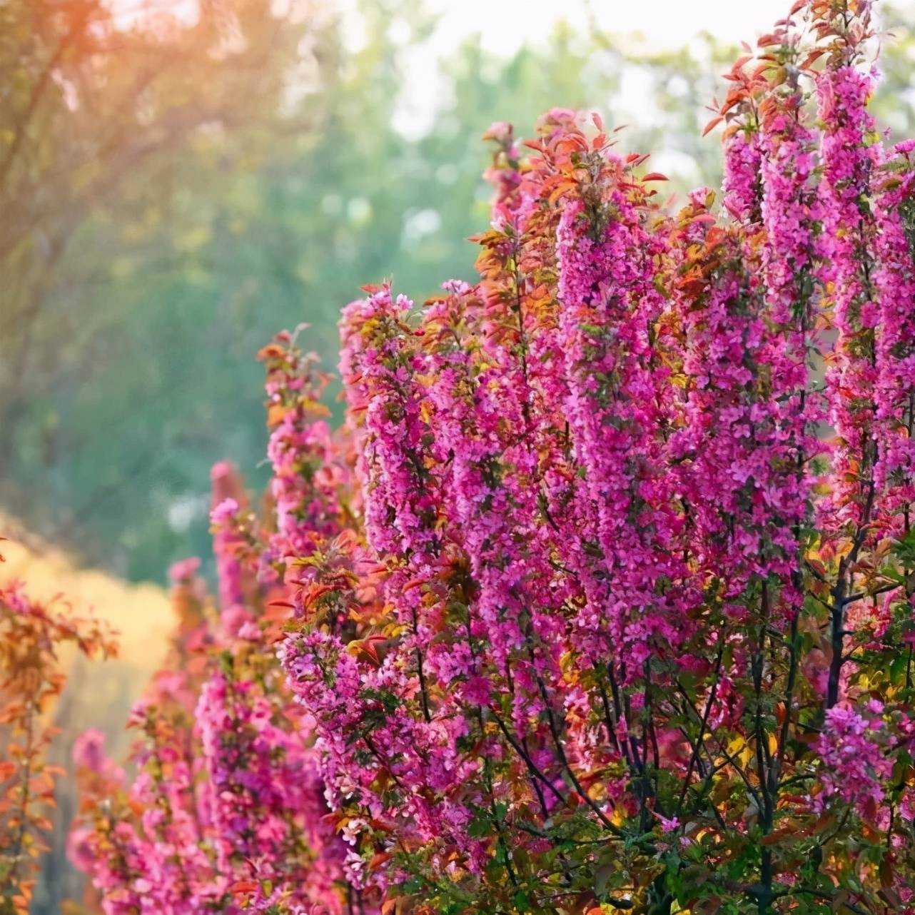 通州那个2万多株的海棠花海,太美了!绝对是全北京最大的海棠园_专平
