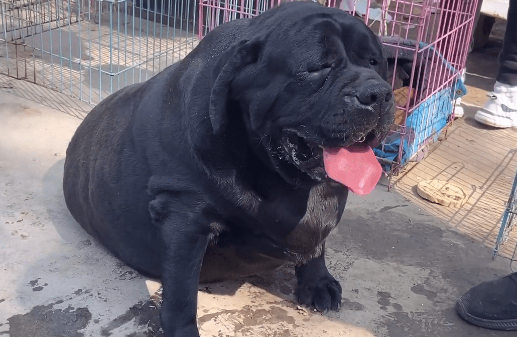 江苏狗市现150斤重的拉布拉多网友这是要上吉尼斯世界纪录