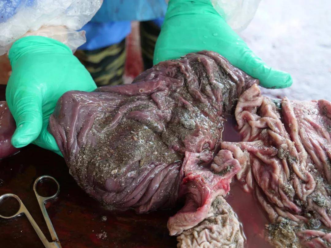 剖开它的胃我们看到了