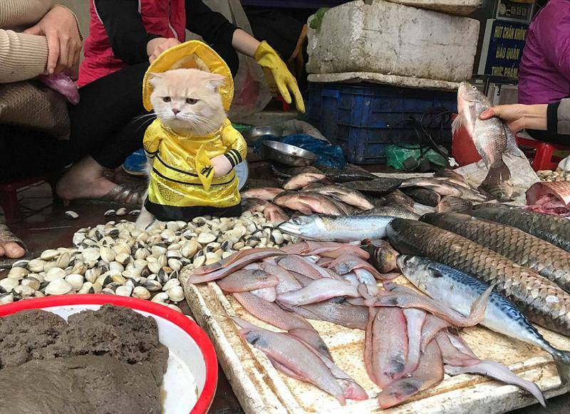 集市上的小贩,卖鱼时为什么经常用黑色塑料袋装,原来有"猫腻"_鱼贩子