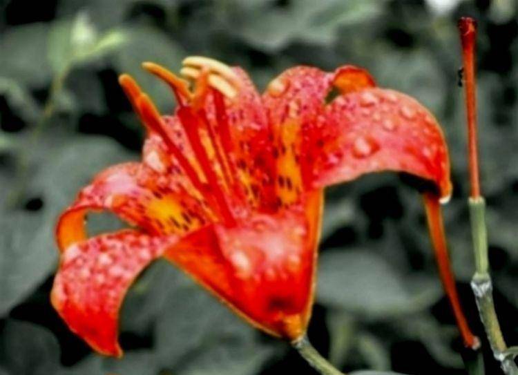 玫瑰金是属火吗 f04a6ee13ed045c39a72afd33ecfb7f5.jpeg