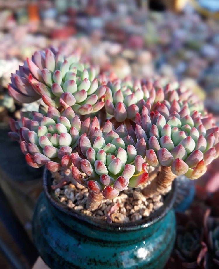 多肉怎样快速生根发芽 183722edbcb2496fa818c762c4246de6.jpeg