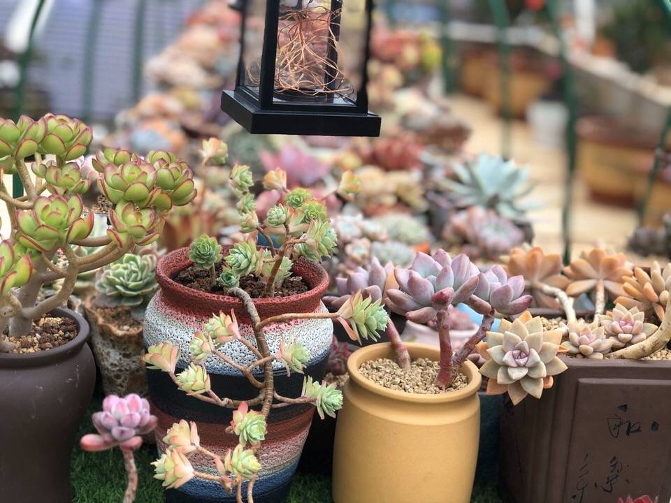 多肉怎么养才能长得粗壮 4524c36a7f474a9fb83a7a4dae113c7c.jpeg