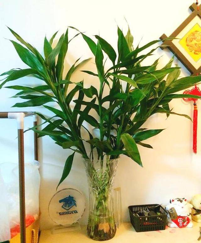 富贵竹几天长出根 b0f8f89fb6814825967e1299882297b0.jpeg