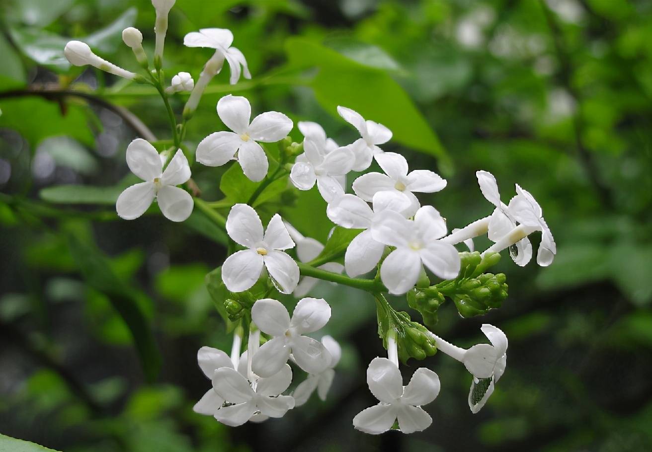 老宅的两棵丁香树一白一紫花开了 丁香花