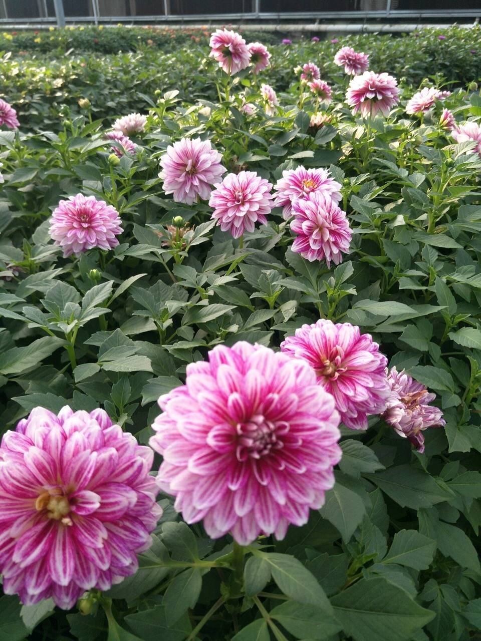 盆栽花推荐4月 2e8de4c2a48c426e8068809259887324.jpeg