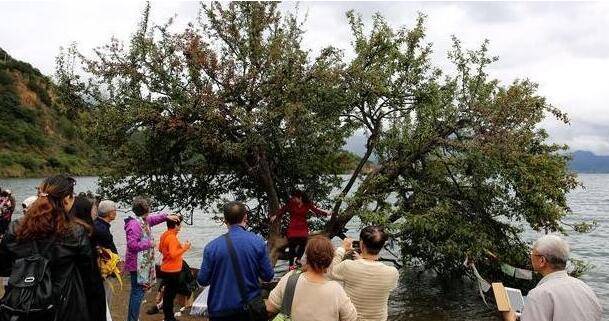 原創樹上爬滿大媽歪脖樹上集體合影興奮大叫遊客忍無可忍憤怒指責