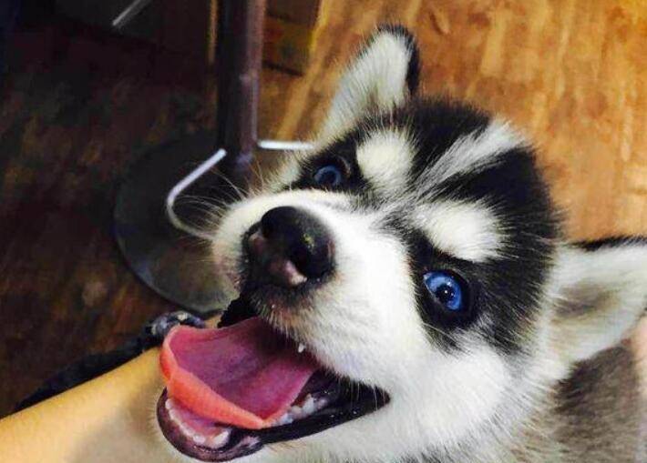 怎么教狗狗笑呲牙 7aab88f48cfa4aaa8f6884dc8e88b4c2.jpeg