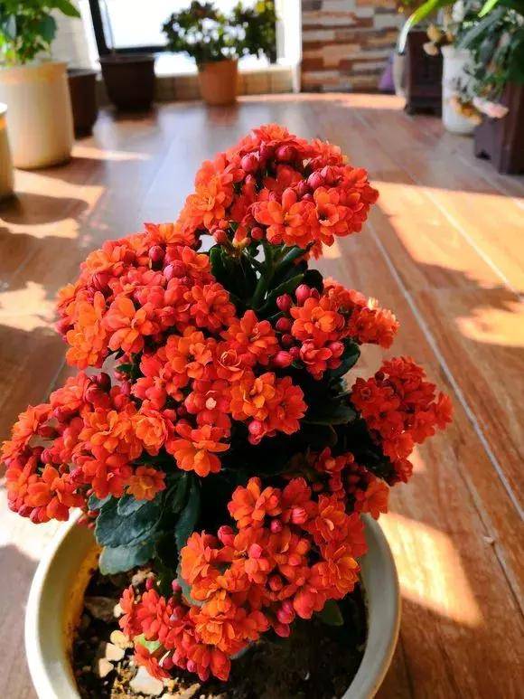 花多多一号怎么样 7b6a4ae134024abcaa4271ff4efa0f7c.jpeg