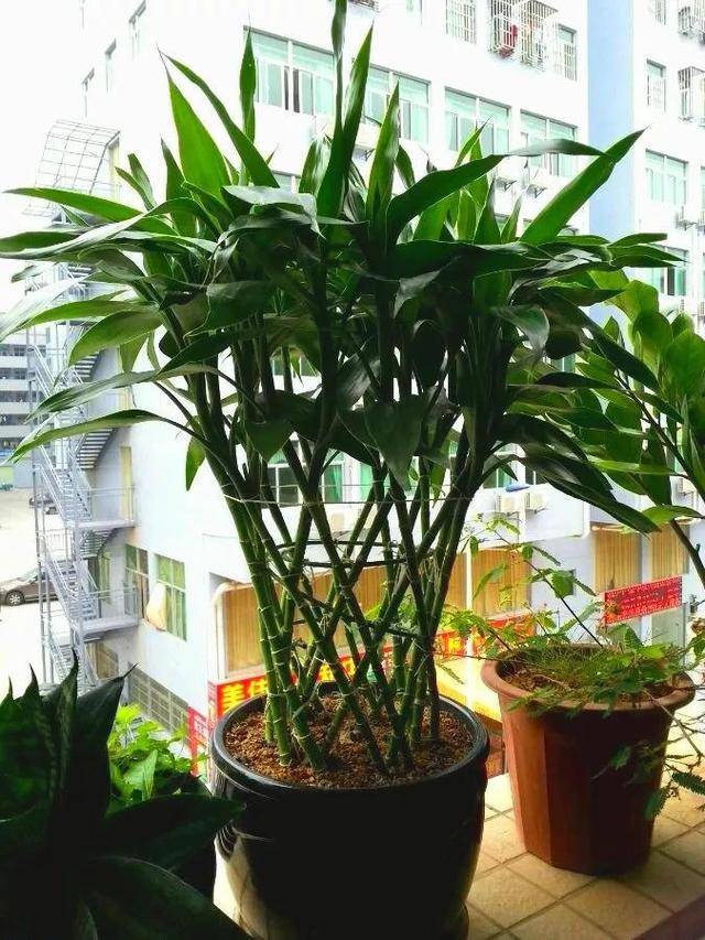 发财树开什么颜色的花 98c5e6e3d2c44a388ea8ddb2269aaab5.jpeg