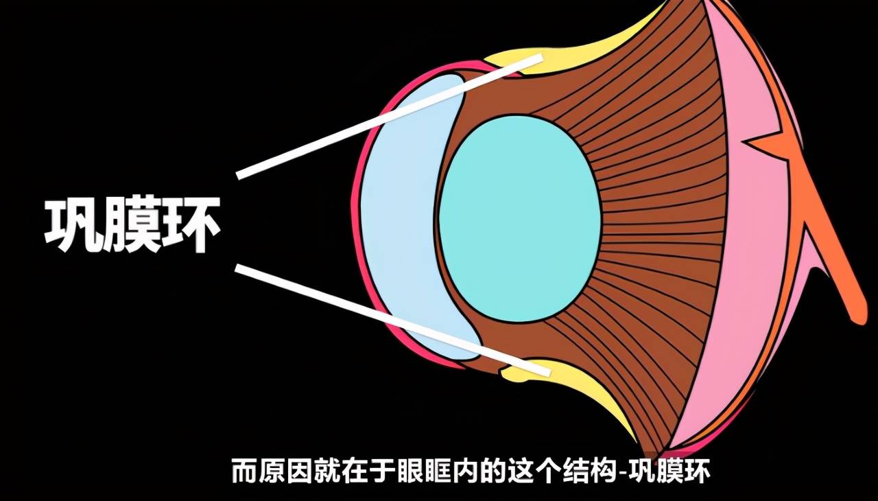 猫头鹰的脑袋能转270度的原因是 人类