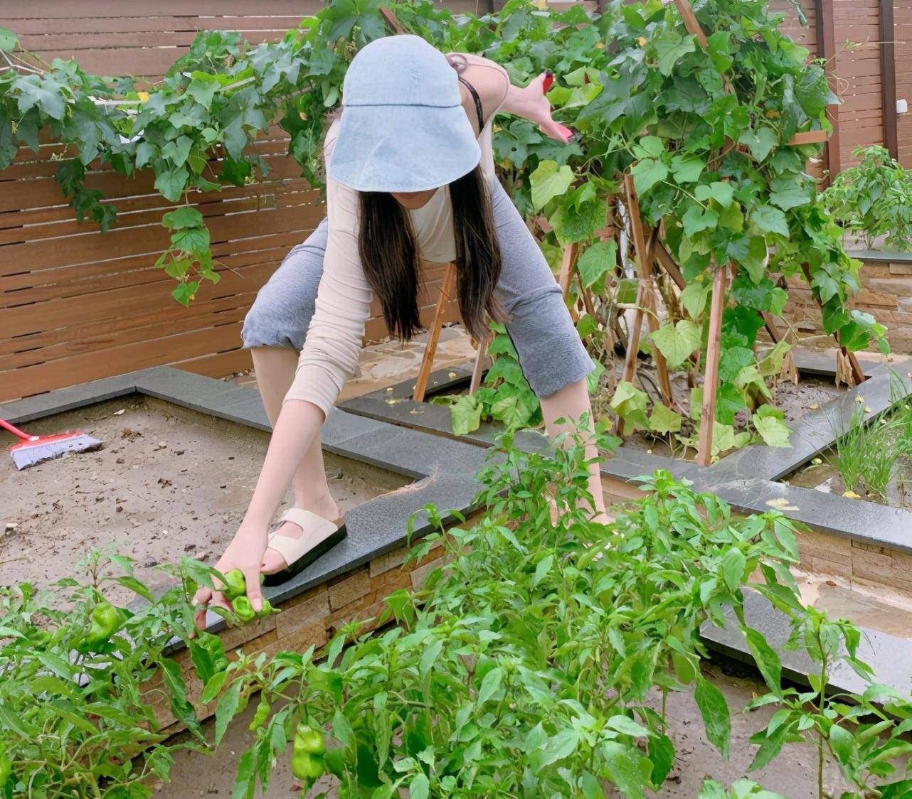 张馨予晒自家种的莴笋意外暴露豪华菜园子打扮不像会干农活的