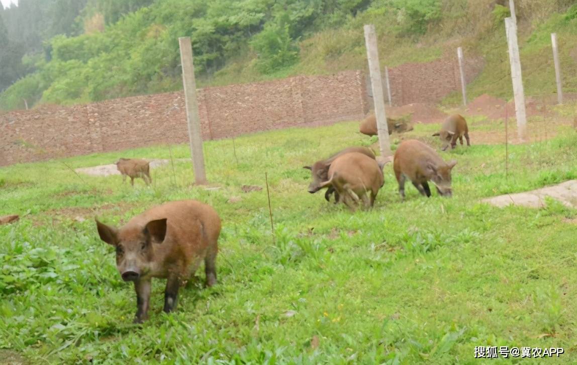 杂交野猪养殖前景图片