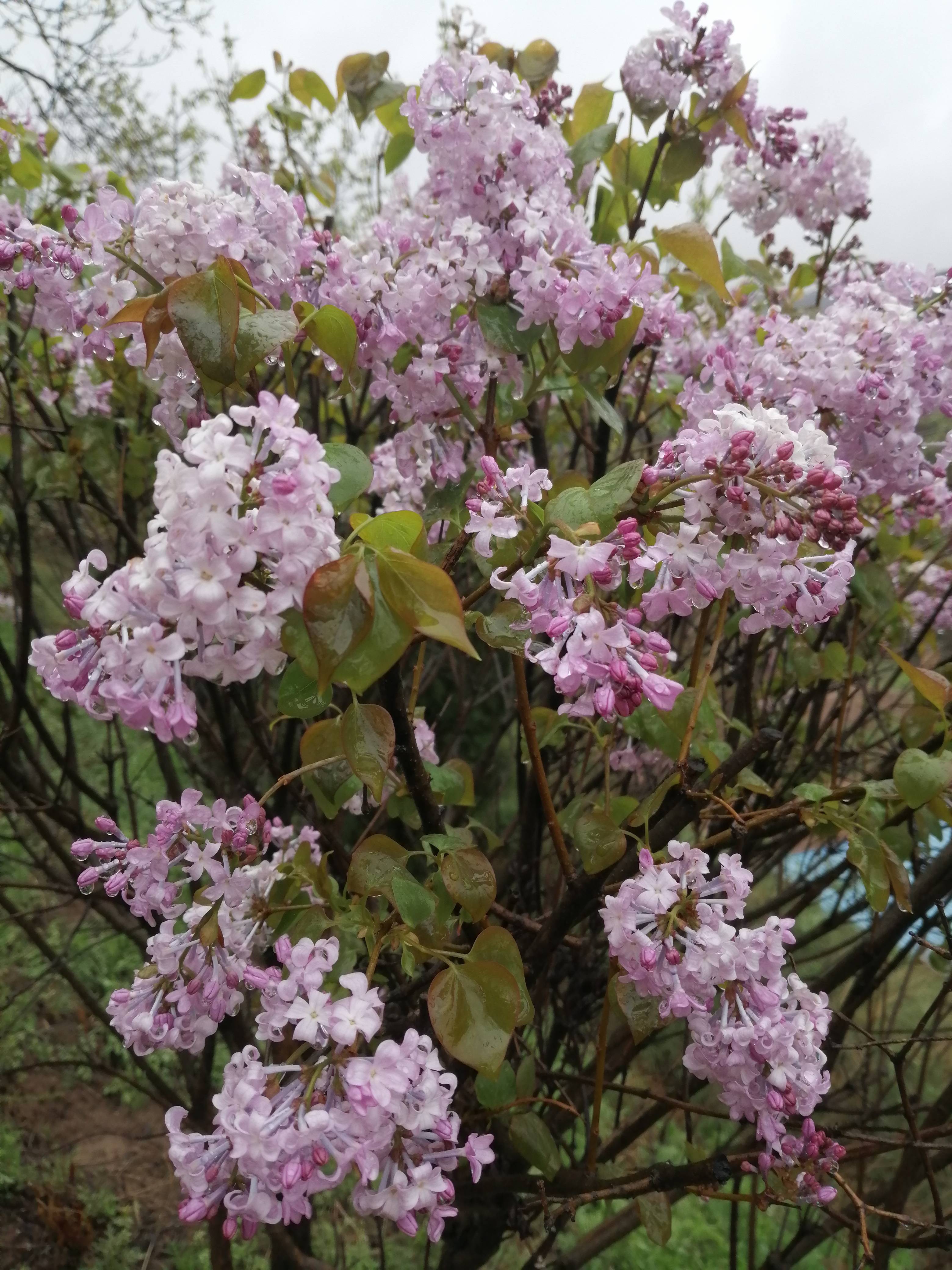 丁香花树的样子图片(丁香树的花有什么特点)