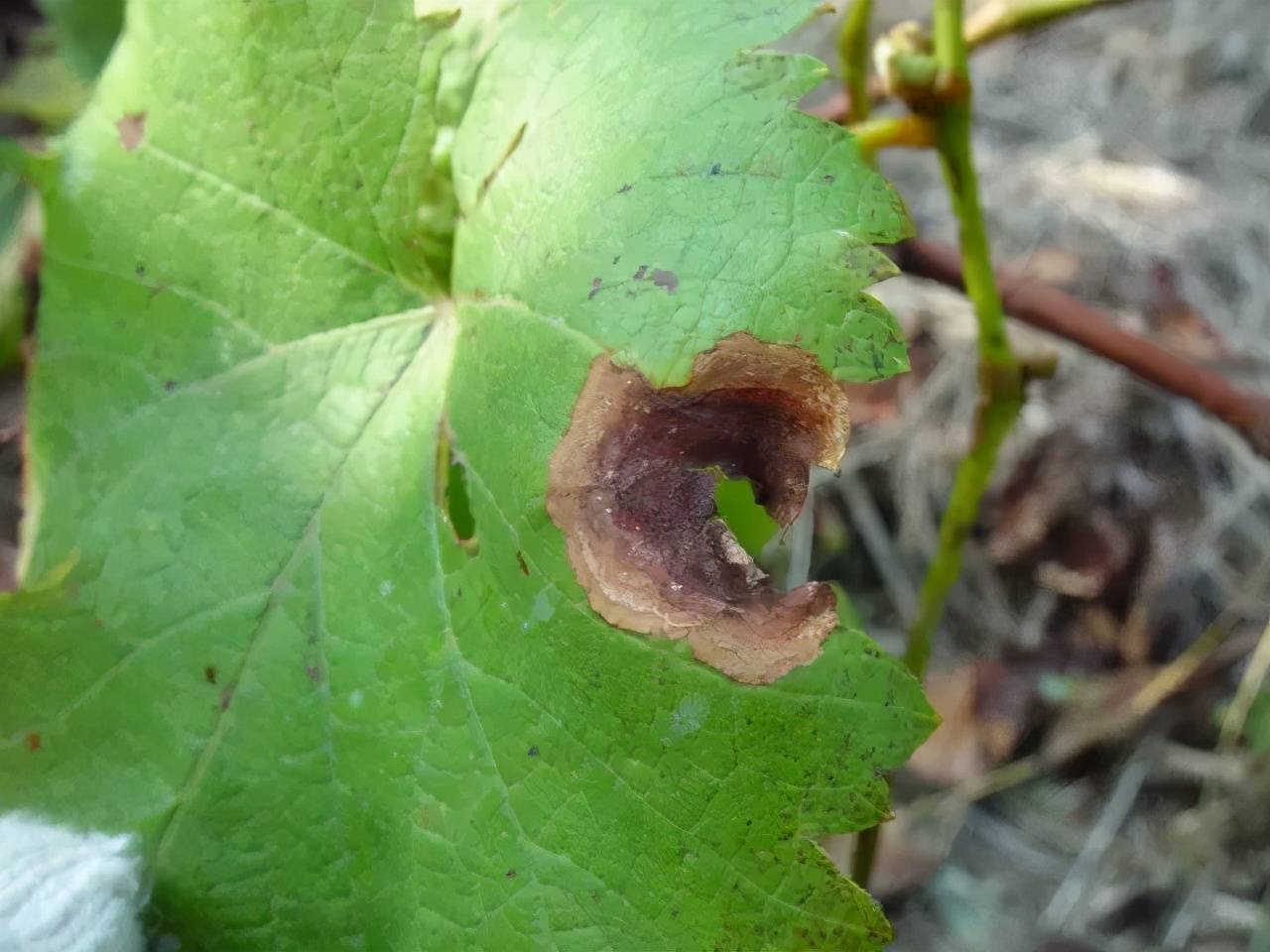 葡萄主要病害检索表,学会你也是专家