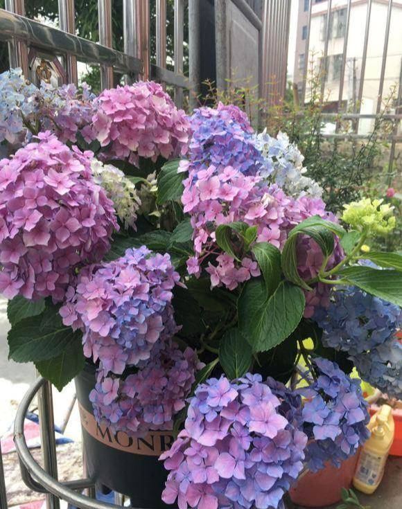 绿叶子花怎么养 09a27e46b20f46ab84a4b241d3bbec5c.jpeg