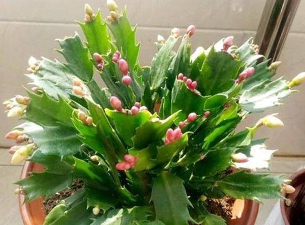 怎么养蟹爪兰长得快叶厚 74ec09c1bc6b4be3a38115eb5b6f56eb.jpeg