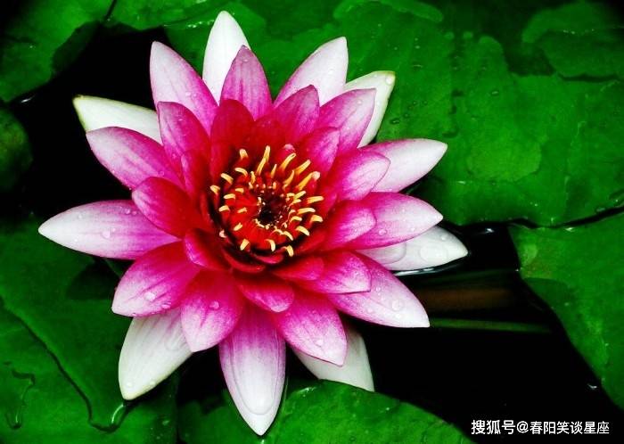 小型睡莲的种植方法 8a99c026b27c430d88588bd587813afd.jpeg