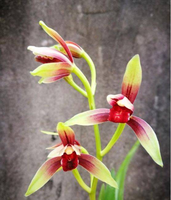 此兰花比鸡血还要红 开花后自带仙气 曾数万元一苗 蘭花言葉赤 存恩网